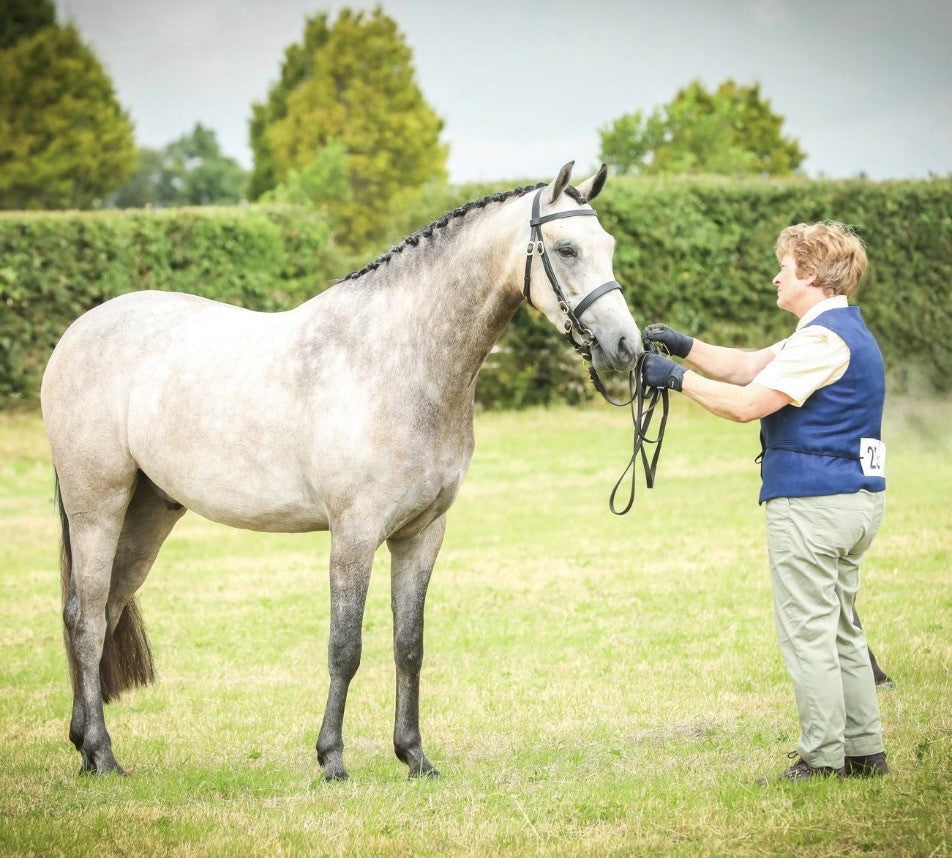 ~Whyndam By The Way - has been using BRI FLAXSEED (Linseed) OIL throughout the summer and has had many observations of his wonderful condition and his coat quality along with everything else!