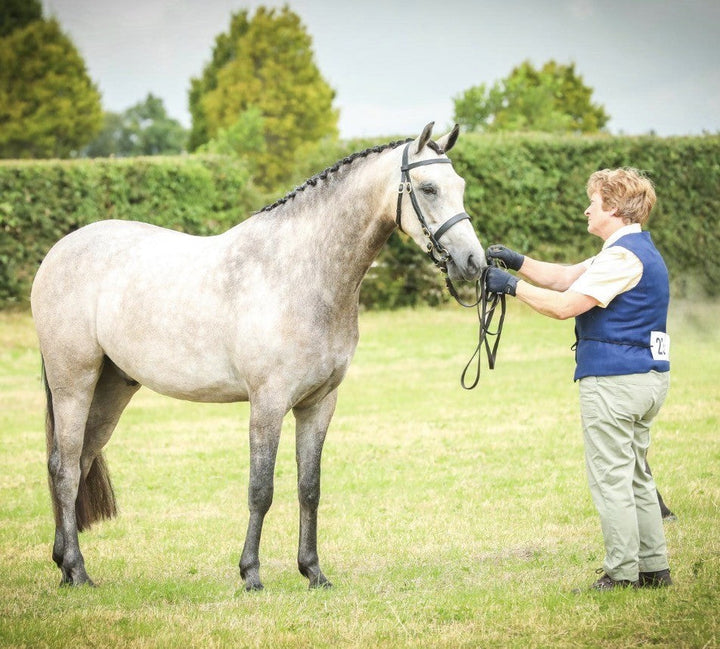 ~Whyndam By The Way - has been using BRI FLAXSEED (Linseed) OIL throughout the summer and has had many observations of his wonderful condition and his coat quality along with everything else!