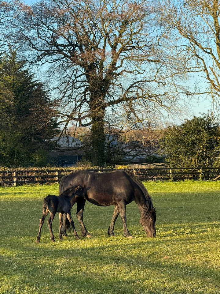 A young foal beginning to have the benefit of Bri Flaxseed Oil 