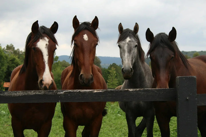 BRI FLAXSEED OIL ( Linseed) - PREMIUM PRODUCT FOR HORSES & PONIES