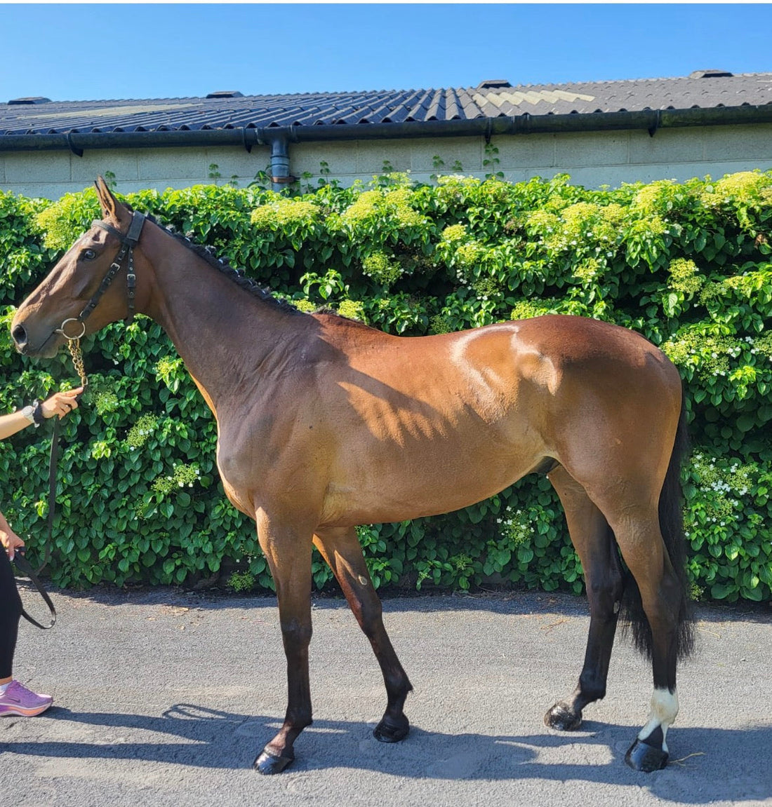 BRI FLAXSEED OIL -  RACE HORSES CONTINUE TO USE THIS PREMIUM OIL
