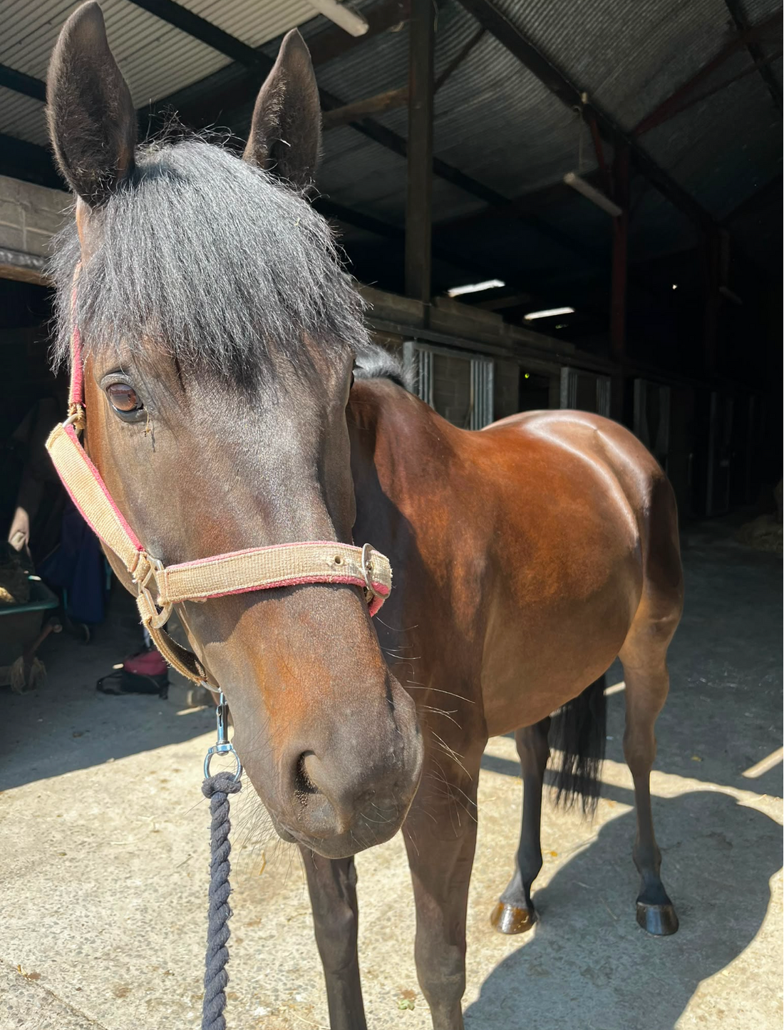 BRÍ - FLAXSEED OIL - PROVIDES THE BENEFITS THAT OWNERS WANT EQ