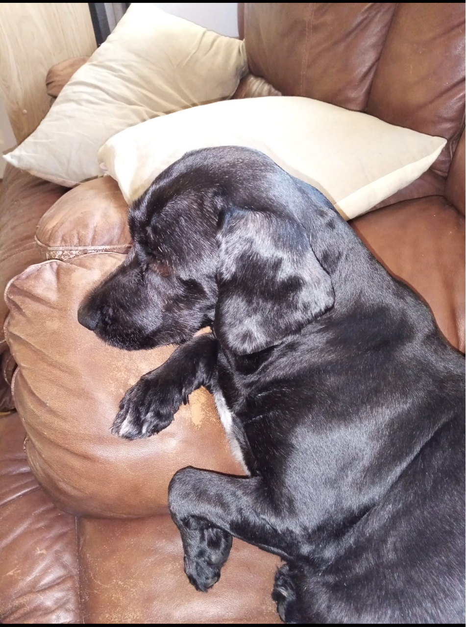 BRÍ FLAXSEED OIL Caring for Your Senior Dog  K9