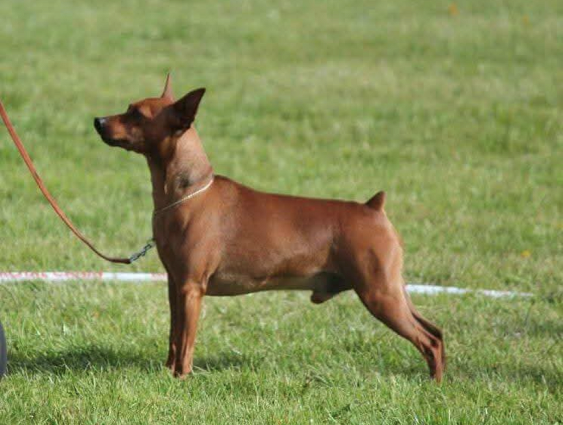 BRI FLAXSEED OIL - NOURISHING SHOWDOGS FROM THE INSIDE OUT !! K9