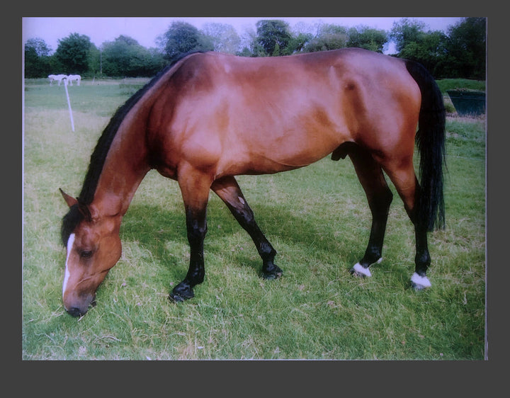 BRI FLAXSEED OIL ( Linseed ) - GIVING RESULTS FOR HORSES & PONIES