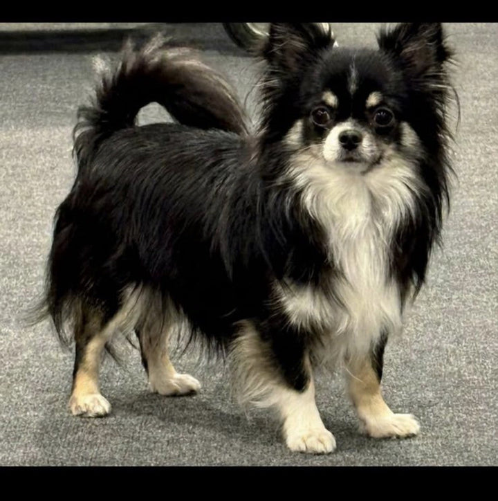 BRI FLAXSEED OIL KEEPS SHOW DOGS IN TIP-TOP CONDITION!!